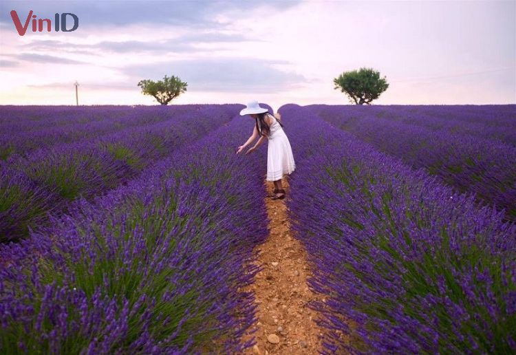 Cánh đồng hoa lavender ở Cầu Đất 