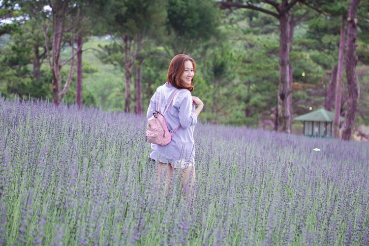 Cánh đồng hoa lavender Đà Lạt ở Thung Lũng Tình Yêu 