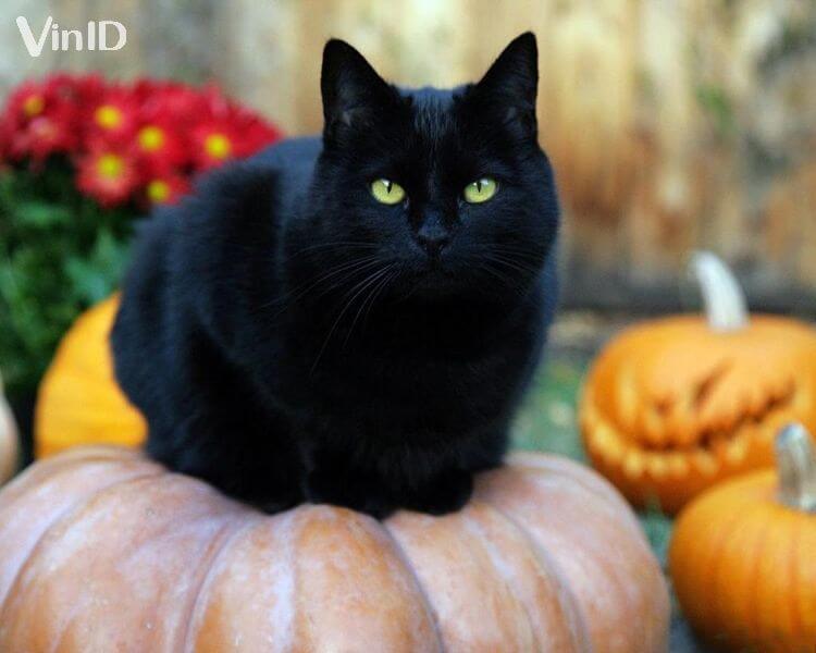 Mèo đen trong ngày Halloween sẽ mang lại vận xui cho con người