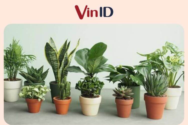 Chậu cây mini vừa mang ý nghĩa phong thủy tốt đẹp vừa dùng để trang trí không gian thêm sức sống hơn