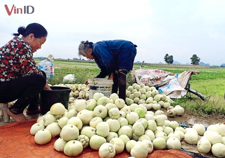 Nông dân thu hoạch dưa lê 