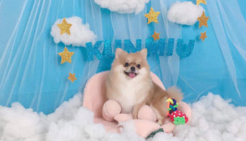Kún Miu Pet Shop giảm 30% dịch vụ spa thú cưng với VinID Voucher