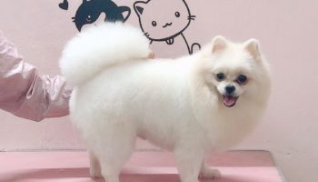 Kún Miu Pet Shop tặng mã giảm giá 30% dịch vụ spa thú cưng trên ứng dụng VinID