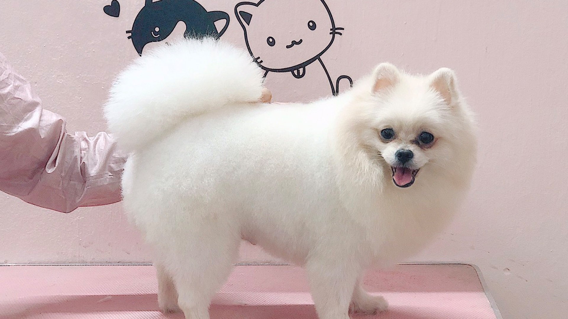 Kún Miu Pet Shop tặng mã giảm giá 30% dịch vụ spa thú cưng trên ứng dụng VinID