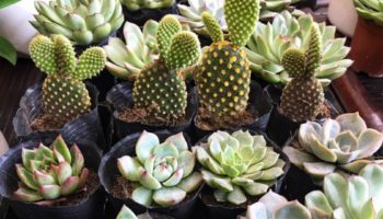 Phủ xanh không gian sống bằng chậu cây được tặng miễn phí từ Chị Ong Garden