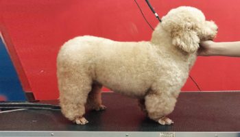 Sắm phụ kiện thú cưng tại Kún Miu Pet Shop giảm ngay 15% với VinID Voucher