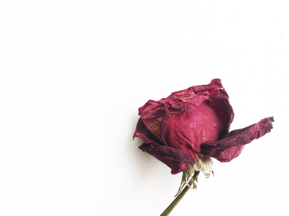 Hoa hồng khô: Mùa thu đến rồi, cùng xem qua hình ảnh đầy ấn tượng của những bông hoa hồng khô. Màu sắc trầm ấm, vẻ đẹp mộc mạc của chúng chắc chắn sẽ làm bạn đắm say. Và đặc biệt, bạn còn có thể tận dụng hoa hồng khô để trang trí trong nhà hoặc làm quà tặng độc đáo.