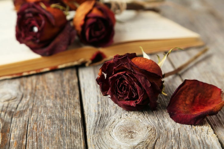 cách làm hoa hồng khô lâu