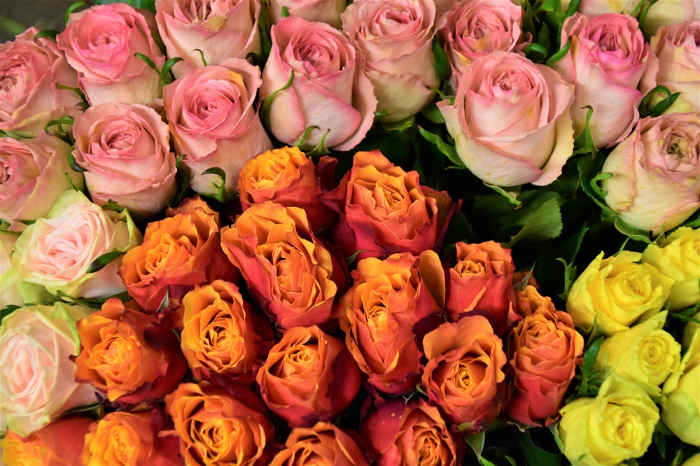 Hoa hồng: Không còn xa lạ gì với ai về vẻ đẹp và ý nghĩa của loài hoa hồng. Tuy nhiên, hình ảnh này sẽ khiến bạn ngỡ ngàng vì sự tinh tế, hoàn hảo và độc đáo của loài hoa này. Hãy xem và cảm nhận nhé!