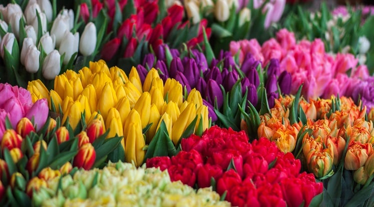 cách giữ hoa tulip tươi