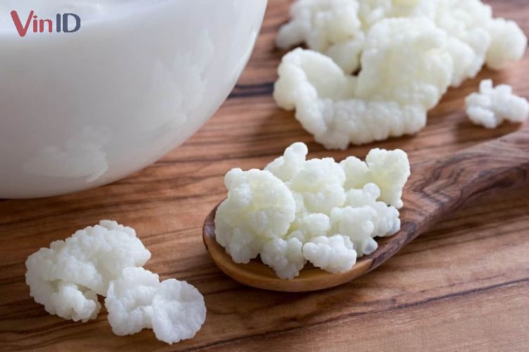 Nấm Kefir là gì? Hé lộ các công dụng của nấm Kefir & lưu ý cần biết khi sử dụng