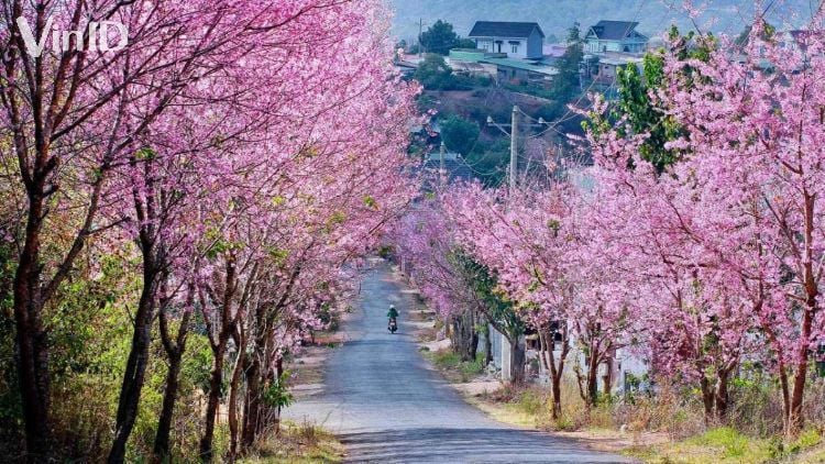 Hoa anh đào Đà Lạt