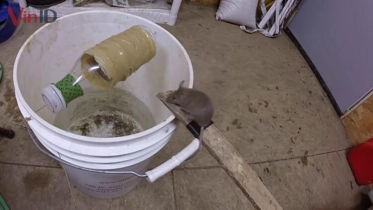 Làm bẫy chuột bằng thùng sơn khả năng bẫy hàng loạt