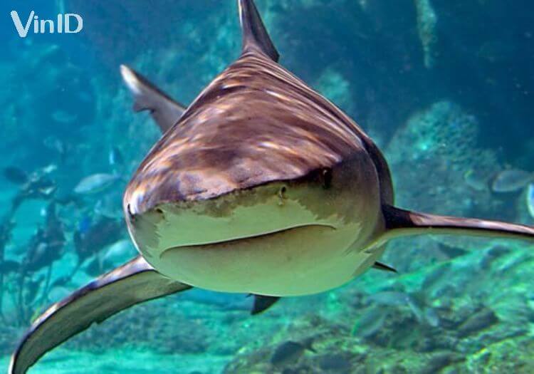 Màn cho cá mập ăn chỉ có tại thủy cung Phú Quốc