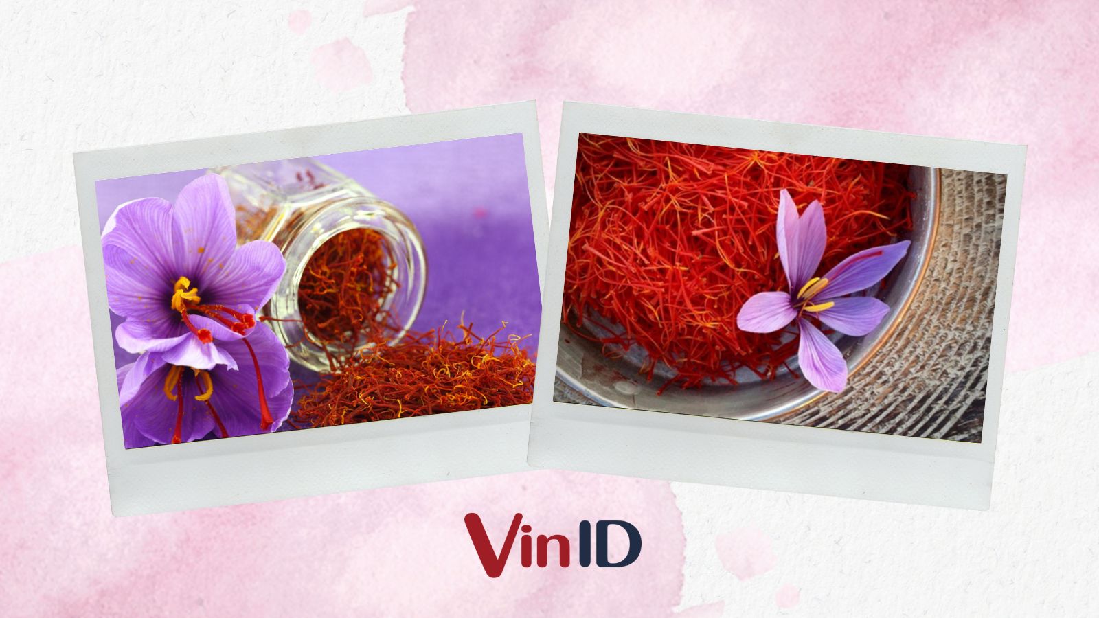 Nhụy hoa huệ tây (Saffron) – Thần dược trị mất ngủ & giúp làn da luôn khỏe đẹp