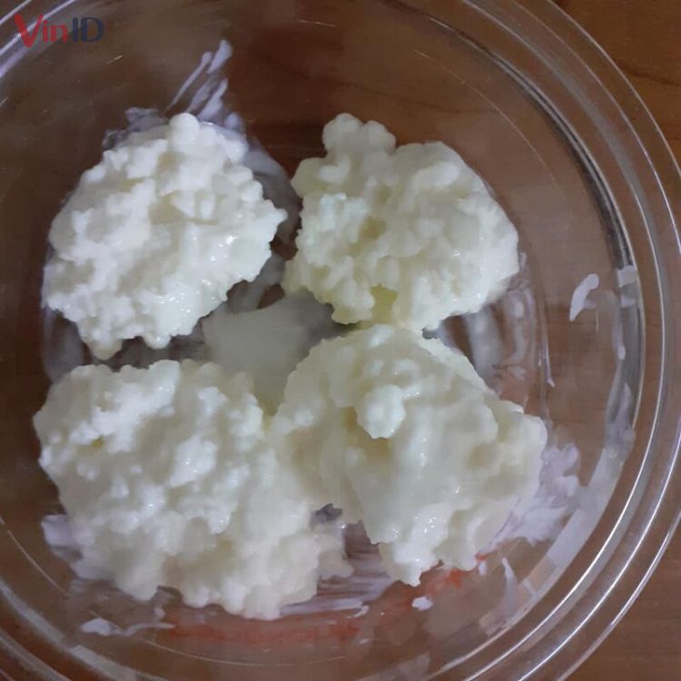 Phần cái của nấm Kefir 