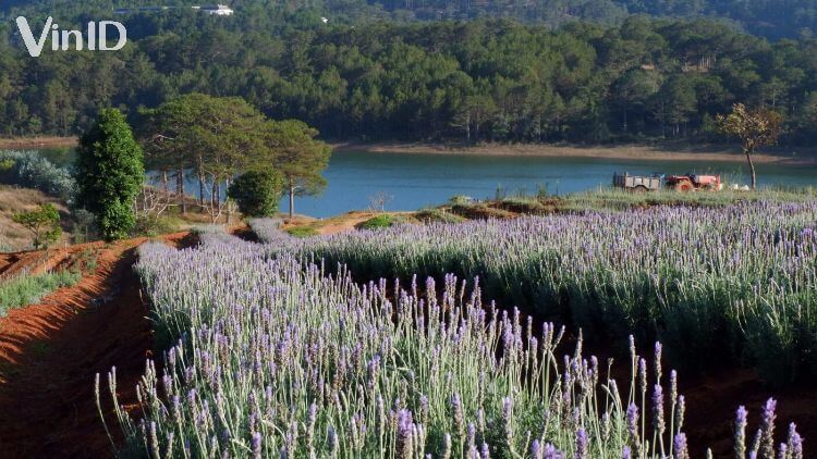 Khung cảnh thơ mộng tại vườn hoa lavender Đà Lạt