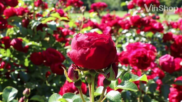 Muốn hoa hồng nở đẹp rực rỡ và thơm ngát thì phải hy sinh những nụ mới xung quanh nó