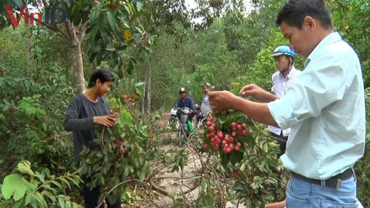 Trái trường thu hút lượng lớn người quan tâm