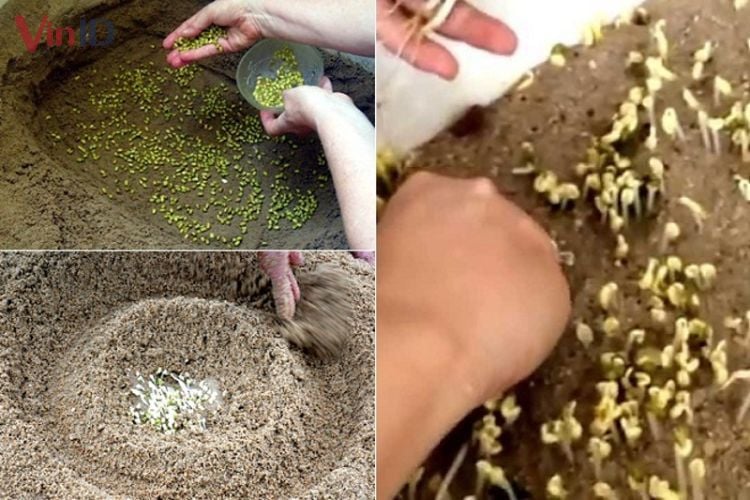 cách trồng giá bằng cát