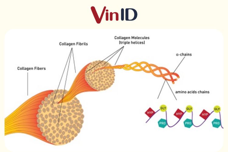 Collagen chiếm tới gần ⅓ lượng protein của cơ thể