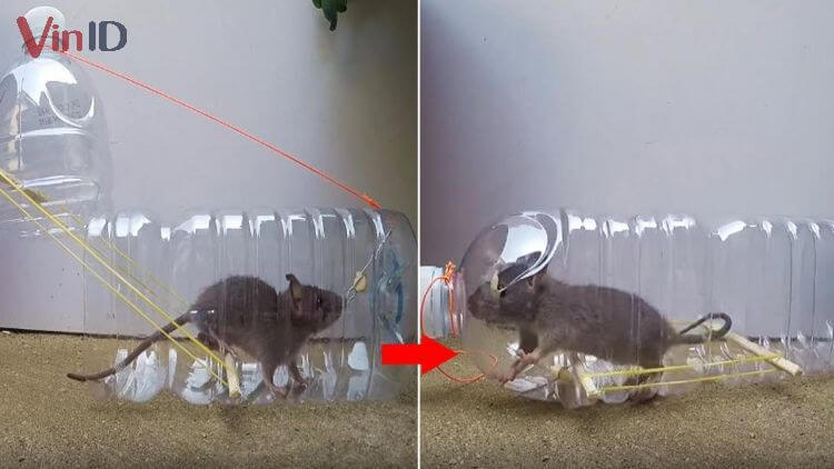 Làm bẫy chuột bằng chai nhựa đơn giản nhưng cực hiệu quả