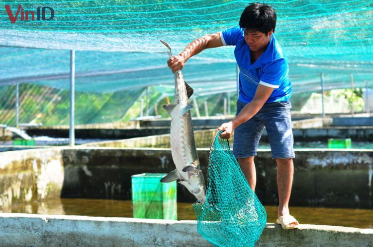 Tại Việt Nam, chỉ có Lâm Đồng và Sa Pa với tiết trời se lạnh mới có thể nuôi được cá tầm.