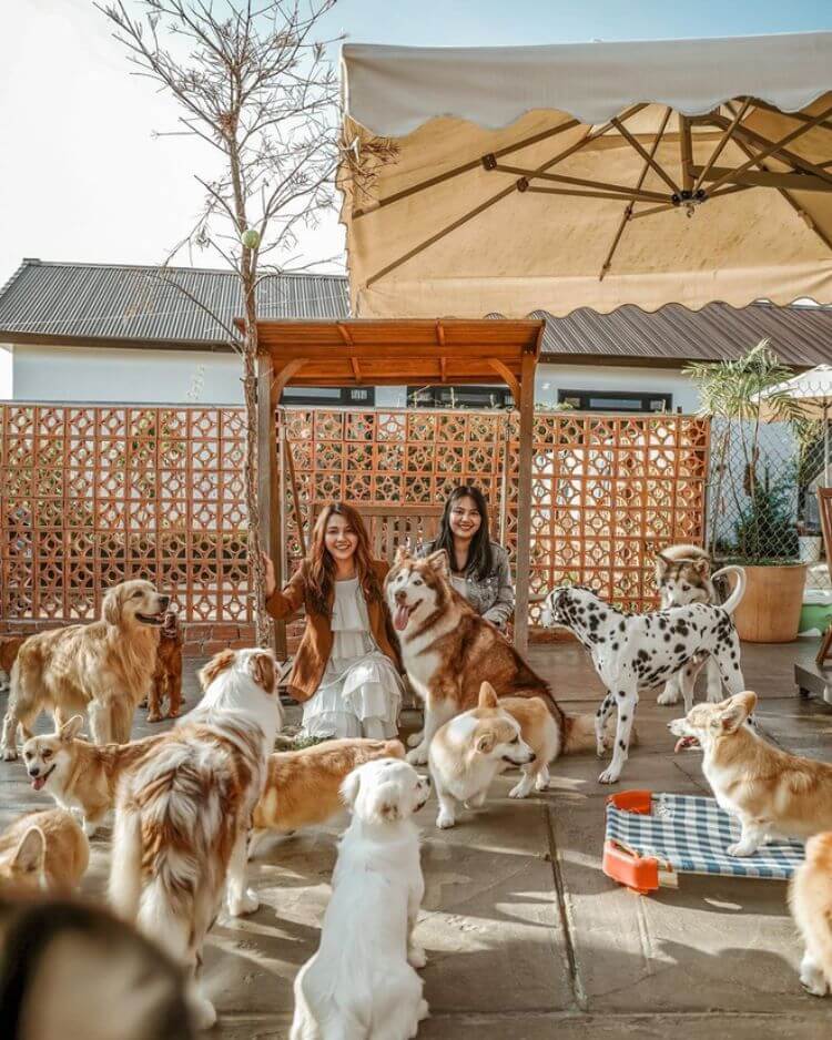 Review Puppy farm Đà Lạt – Điểm du lịch cho tín đồ mê cún