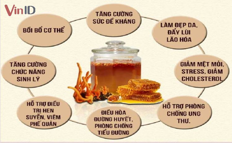 Tác dụng của đông trùng hạ thảo ngâm mật ong