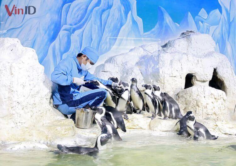 Nhân viên đang cho từng chú chim cánh cụt ăn