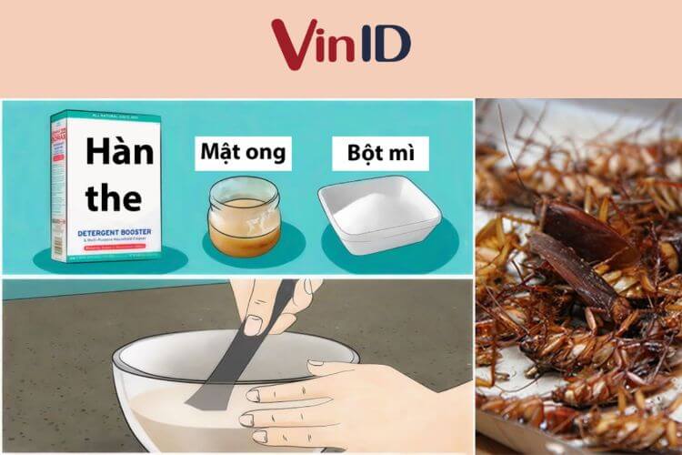 Mẹo diệt gián cực hay với hàn the và mật ong