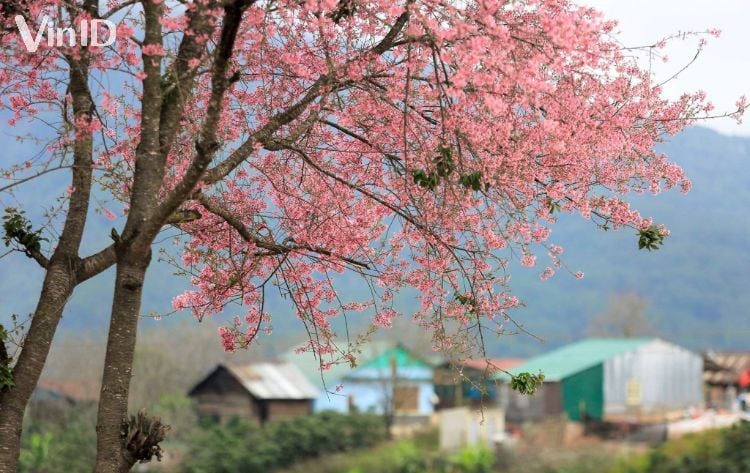 Hoa anh đào Đà Lạt