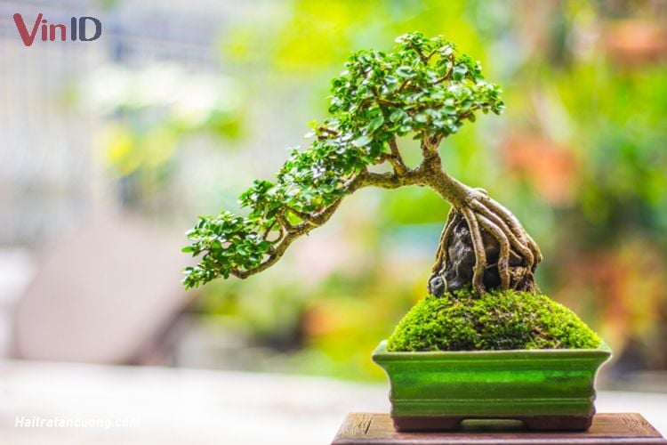 Cây bonsai để bàn