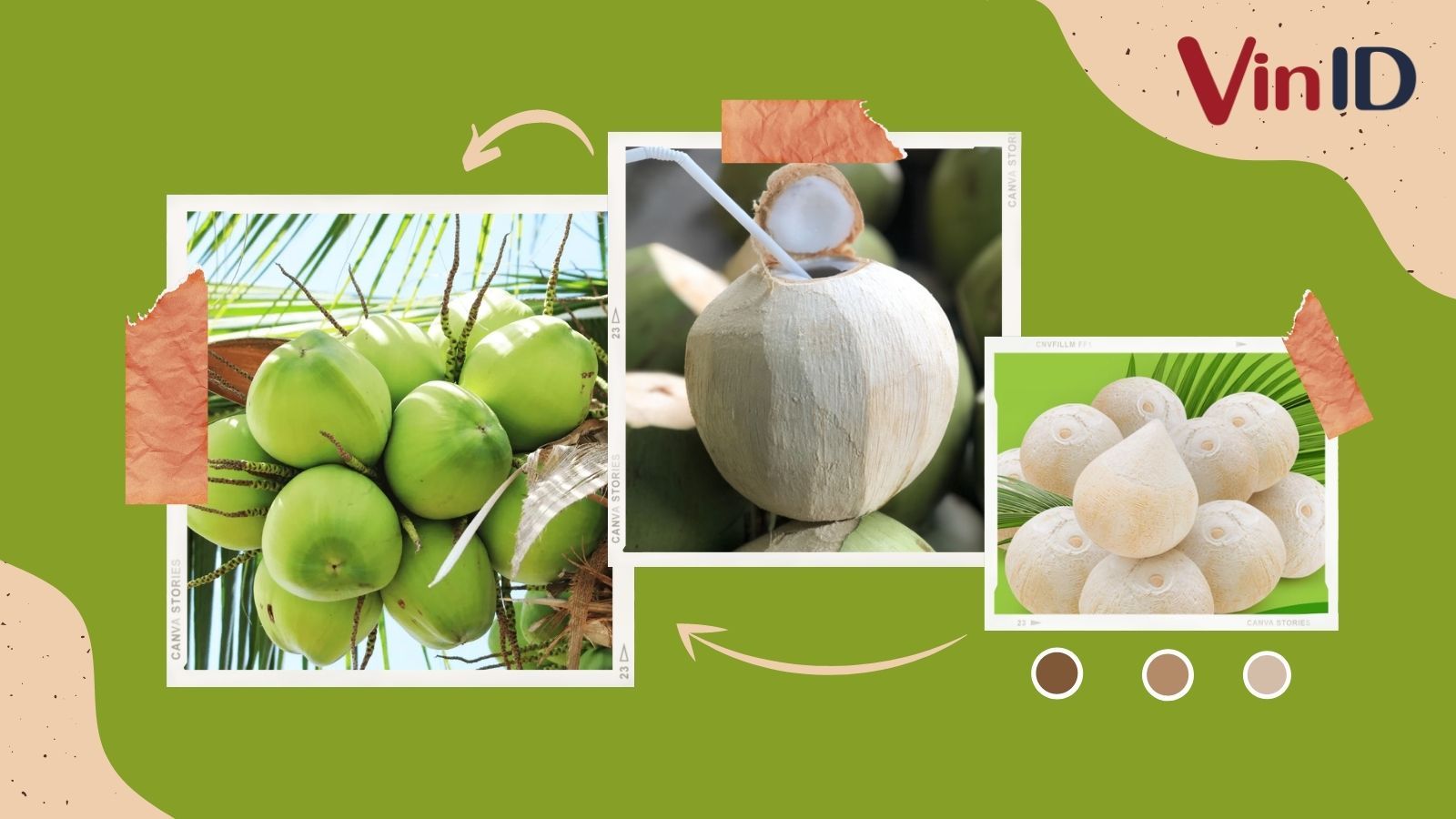 Khám phá 98+ ảnh trái dừa mới nhất - thtantai2.edu.vn