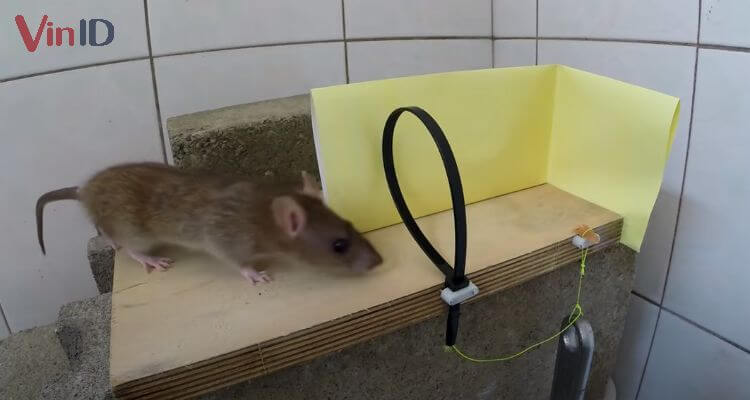 Bẫy chuột làm bằng dây rút