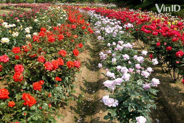 Vườn hoa hồng Vạn Thành