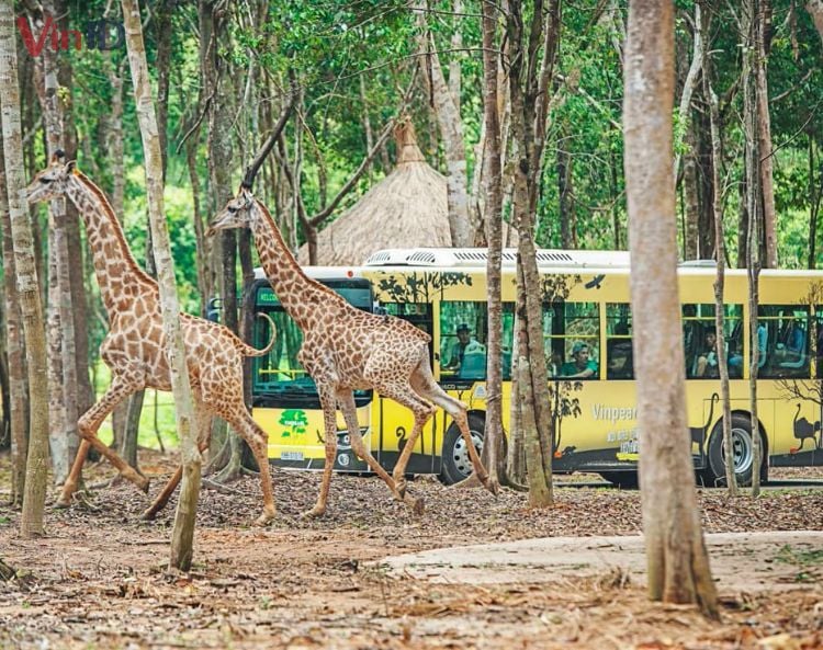 Safari Phú Quốc