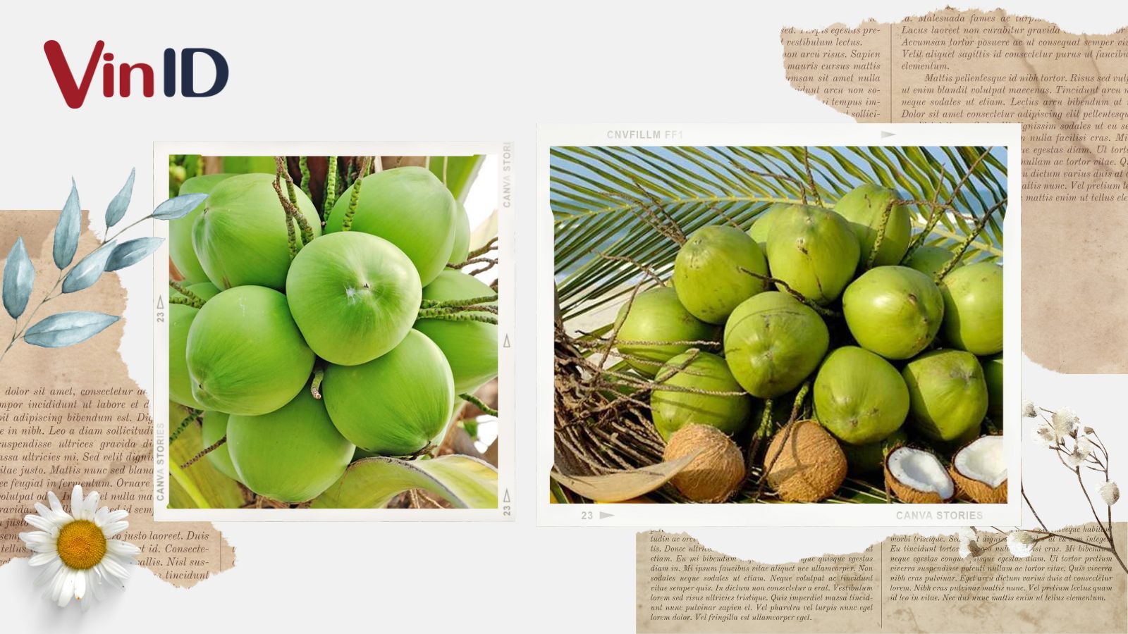 Cách chọn quả dừa ngon & các loại dừa phổ biến hiện nay | VinID
