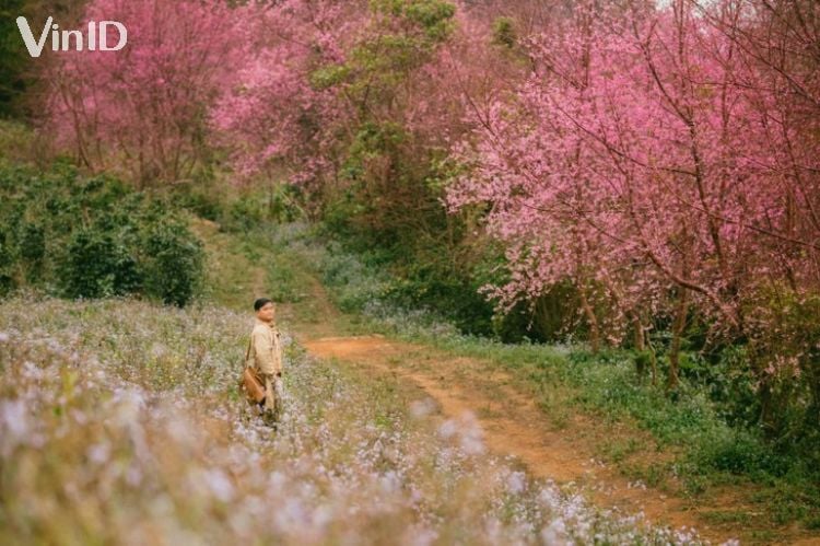 Hoa anh đào Đà Lạt